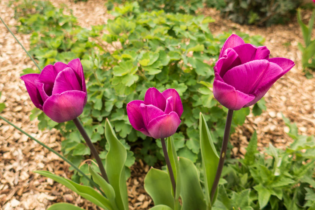 flower, freshness, petal, fragility, flower head, pink color, growth, beauty in nature, close-up, nature, plant, blooming, focus on foreground, field, stem, tulip, in bloom, leaf, pink, outdoors