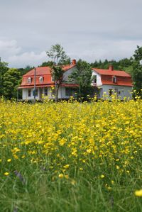 View of flowers growing in field