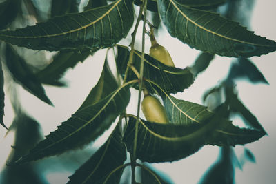 Low angle view of leaves on tree
