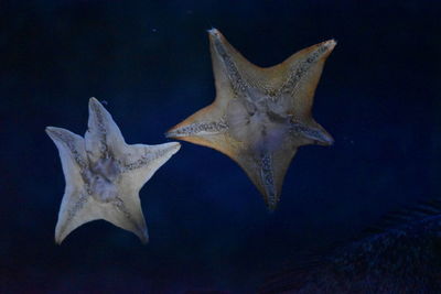 Close-up of fish in aquarium