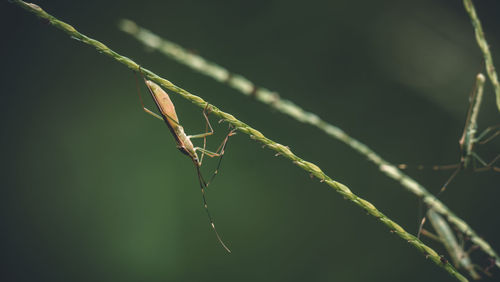 Close-up of insect on leaf