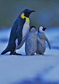 Close-up of penguin perching on snow