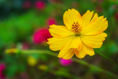 Close-up of yellow flower