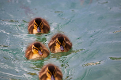 View of a duck swimming in lake