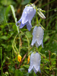 Close-up of wet flower blooming during winter