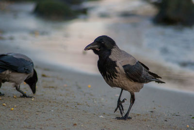 Close-up of birds on beach