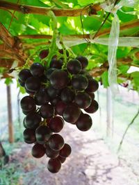 Close-up of grapes hanging in vineyard