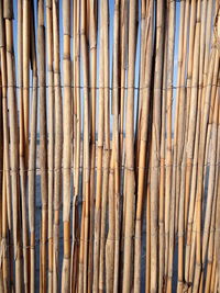 Detail shot of bamboos