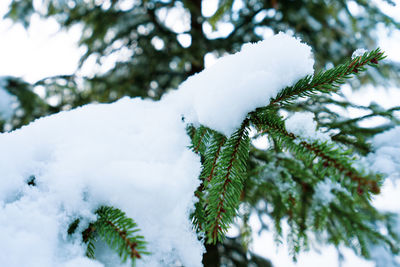 Close-up of snow covered pine tree