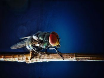 Close-up of fly on wall