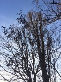 Low angle view of bare tree against clear sky