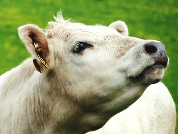 Close-up of horse