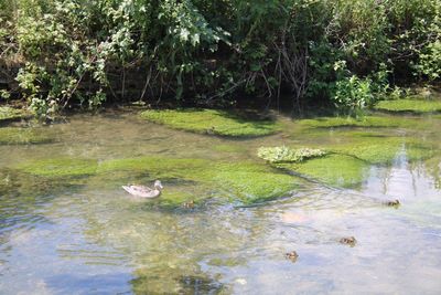 Ducks swimming in lake