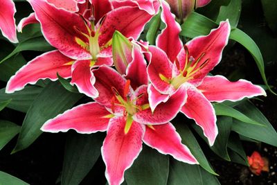 Close-up of pink flowers