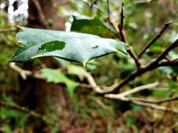 Close-up of leaves on tree