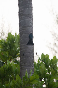 Close-up of bird perching on a plant