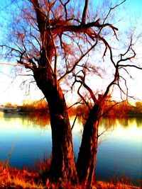 Reflection of trees in lake