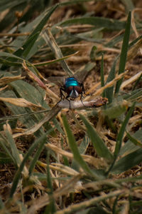 Close-up of insect on grass