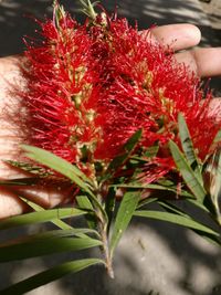 Close-up of red flower