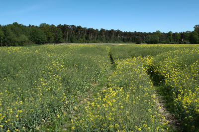 Scenic view of field against clear sky