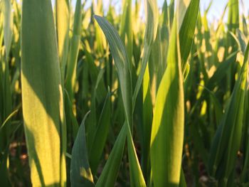 Close-up of fresh green plant in field