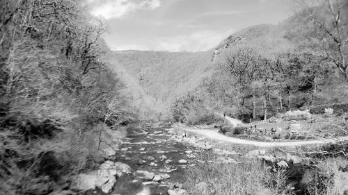 River passing through forest