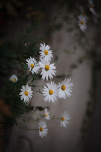 Close-up of white daisy flowers