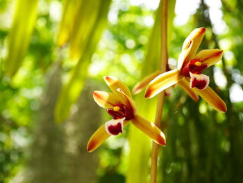 Close-up of yellow flowering plant
