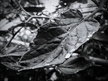 Close-up of dry leaf on water