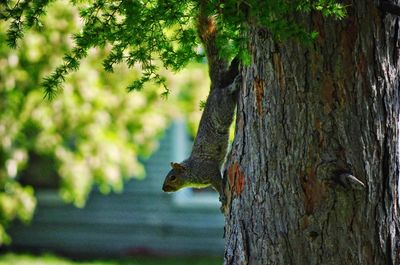 Close-up of squirrel on tree trunk