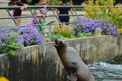 Seal is barking at people at the brooklyn zoo