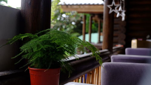 Close-up of potted plant on table in building