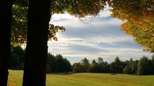 Trees on field against cloudy sky