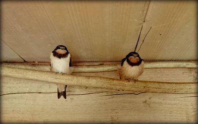 Birds perching on wood