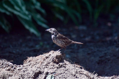 Bird perching on rock