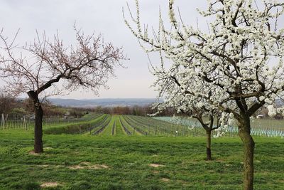 View of cherry tree in field