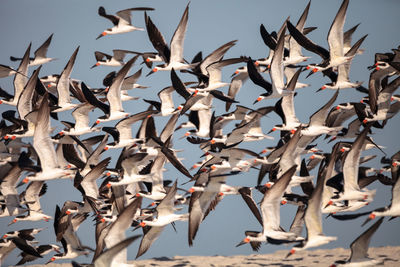 Flock of black skimmer terns rynchops niger on the beach at clam pass in naples, florida