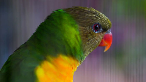 Close-up of parrot