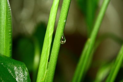 Close-up of raindrops on grass