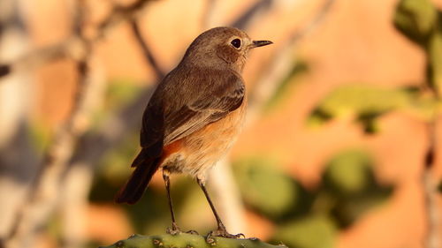 Close-up of bird perching on branch