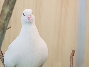 Close-up of pigeon on wall