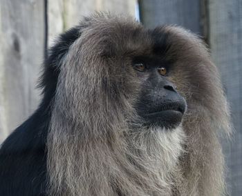 Close-up portrait of a monkey