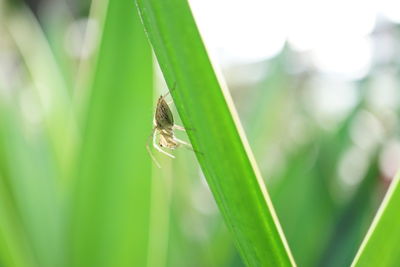 Close-up of insect on grass
