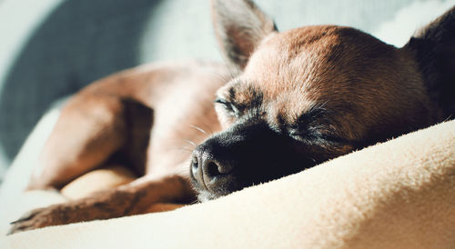 Brown chihuahua sleeping on a cushion