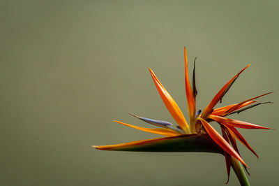 Close-up of orange flowering plant