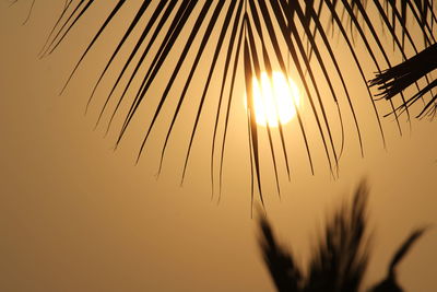 Low angle view of silhouette plants against sky during sunset