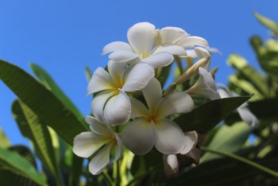 Close-up of white flowering plants against blue sky