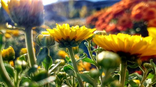 Close-up of sunflowers blooming on field