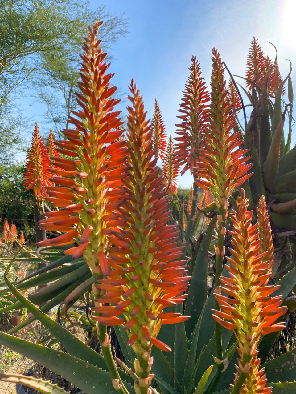 CLOSE-UP OF RED FLOWERING PLANTS IN TREE