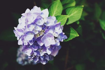 Close-up of purple flower